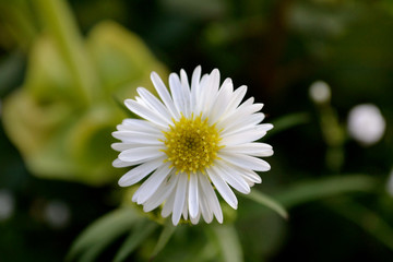 Fototapeta premium flor