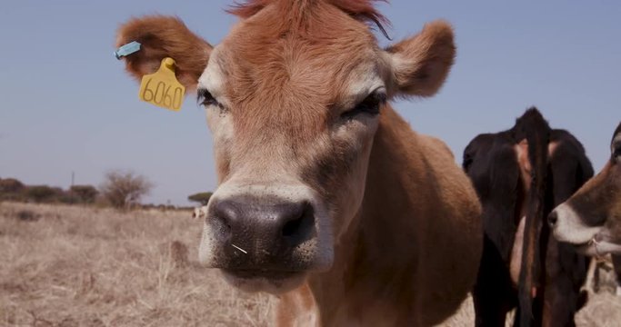 Close-up of jersey cow chewing the cud