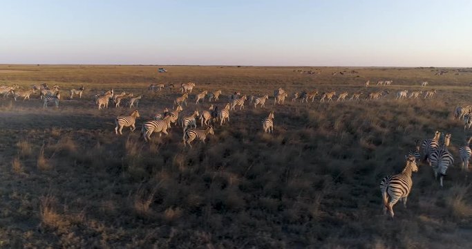 Aerial panning view of a 4x4 tourist safari vehicle looking at the zebra migration in the  Makgadikgadi grasslands, Botswana 