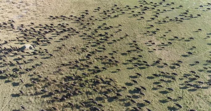 High aerial view of a large herd of Cape buffalo running across the Okavango Delta, Botswana