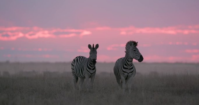 Close-up of two zebras standing in front of a beautiful red sunset in the Makgadikgadi grasslands, Botswana 