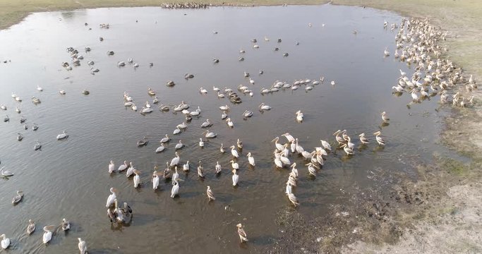Aerial zoom out view of a squadron of pelicans swimming and preening on a pan in the Okavango Delta, Botswana