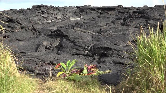Kilauea Volcano Eruption 2018 - Offering To Gods On Fresh Lava Flow