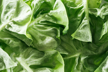 close up view of fresh wet green lettuce leaves with water drops