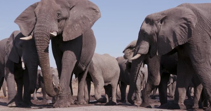 Close-up of a small group of elephants drinking at a waterhole, Botswana