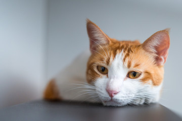 cat with yellow eyes