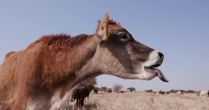 Close-up view of funny jersey cow sticking out its tongue with other cows grazing in the field behind it