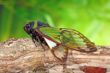 Cicadas : Odd green glasswing Alien head cicada (Salvazana mirabilis). One of world most famous and beautiful cicadas from Thailand. Butterfly wings cicada in nature