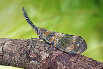 Dark-horned Lantern-fly (Pyrops spinolae) is a species of planthopper, found from India to Indochina. Lanternflies : The unicorns of the insect world. Beautiful insects. Selective fous with copy space