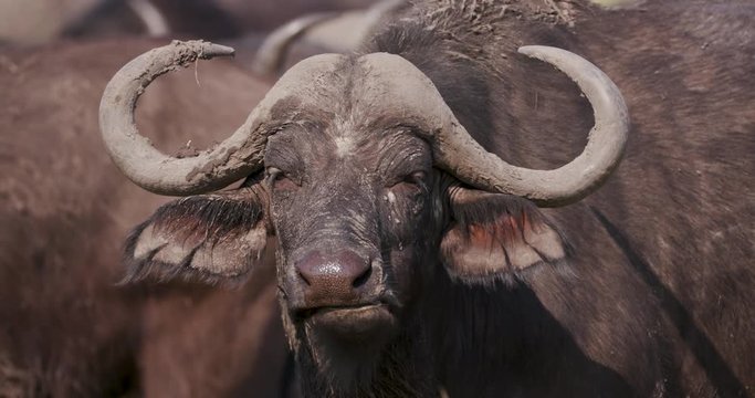 Close-up of a Cape buffalo chewing the cud