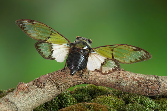Cicadas : Odd green glasswing Alien head cicada (Salvazana mirabilis). One of world most famous and beautiful cicadas from Thailand. Butterfly wings cicada in nature