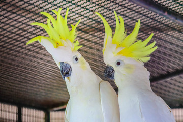 Greater Sulphur-crested Cockatoo