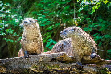 pair of river otters (Lontra canadensis) on log