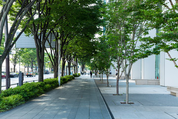 (神奈川県ｰ都市風景)初夏の横浜みなとみらい街路樹１