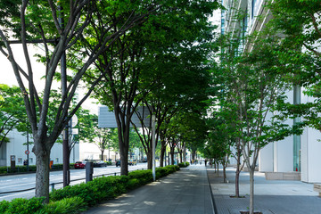 Obraz premium (神奈川県ｰ都市風景)初夏の横浜みなとみらい街路樹２