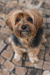 Naklejka na ściany i meble Yorkshire Terrier portrait with selective focus in the head