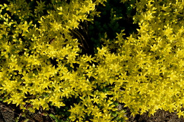 The bright yellow small flowers of the sedum grow in massive inflorescences.