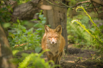 Naklejka na ściany i meble red fox wildlife keeping watch