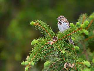 Song Sparrow Perched on Spruce Tree