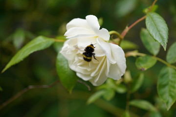 wild wasp attraction to white rose