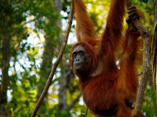 Naklejka premium Female orangutan with her baby in the rainforest of borneo 