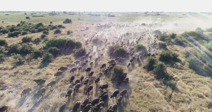 Aerial panning view of a large herd of Cape buffalo running across the Okavango Delta, Botswana