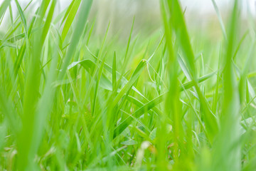 Fresh green grass in the meadow with Shallow Dof