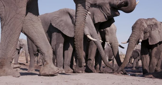 Close-up of a small group of elephants drinking at a waterhole, Botswana