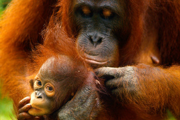 Female orangutan with her baby in the rainforest of borneo 