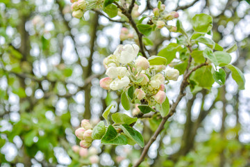 Apple tree branch with white flowers and buds