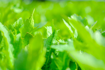 Fresh green grass in the meadow with Shallow Dof