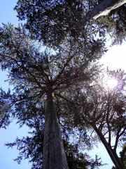 Looking upwards at tall trees in forest as sun shines through