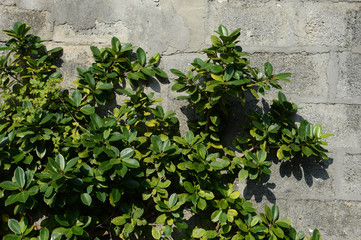 コンクリートブロックの手前の南国の植物