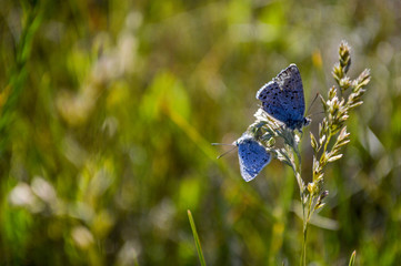 Lamar Valley Moths