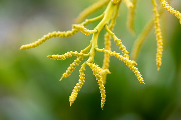 The inflorescences of the plant Dypsis lutescens close-up in natural light.