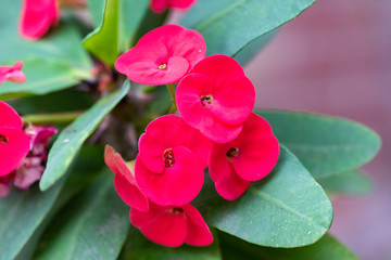Red flowers of the plant - Euphorbia milii close-up in natural light.
