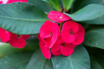 Red flowers of the plant - Euphorbia milii close-up in natural light.