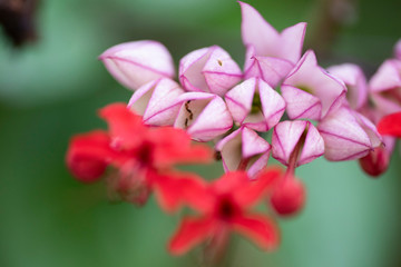 Obraz premium Clerodendrum Thompson (lat. Clerodendrum thomsonae) - flowers close-up.