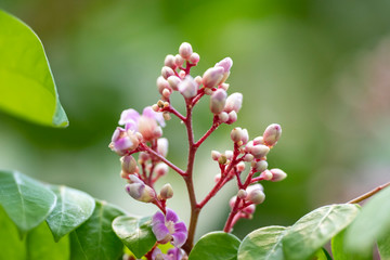 The flowers of the Carambola plant (lat. Averrhoa carambola) close-up in natural light.