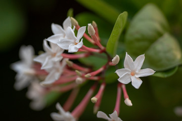 White flowers of the Abelia Chinese plant close-up in natural light.