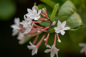 White flowers of the Abelia Chinese plant close-up in natural light.