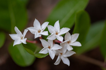 White flowers of the Abelia Chinese plant close-up in natural light.