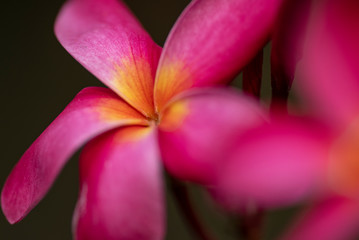 Red flowers of Plumeria rubra plant close-up in natural light.