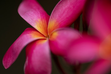 Red flowers of Plumeria rubra plant close-up in natural light.