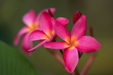 Red flowers of Plumeria rubra plant close-up in natural light.