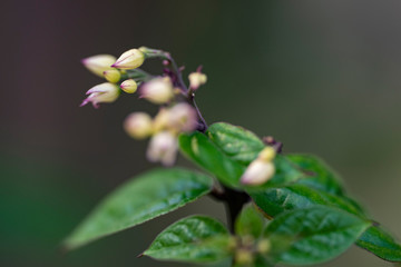 Clerodendrum Thompson (lat. Clerodendrum thomsonae) - flowers close-up.