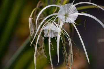 Flower Gimenokallis (Lat. Hymenocallis) close-up in natural light.