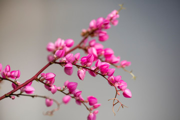 Clerodendrum Thompson (lat. Clerodendrum thomsonae) - flowers close-up.