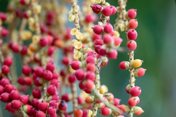 The fruits of the plant Caryota mitis close-up in natural light.