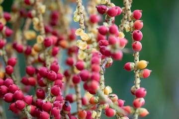 The fruits of the plant Caryota mitis close-up in natural light.